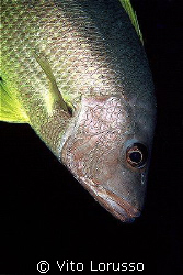 Fish by Vito Lorusso 